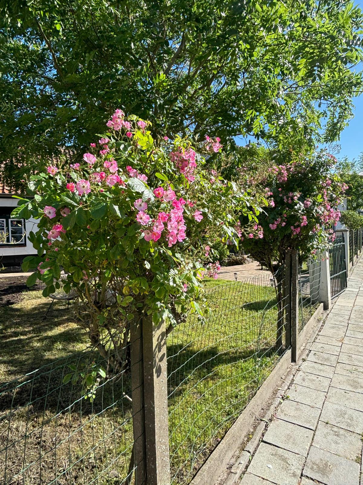 Rozen in de tuin